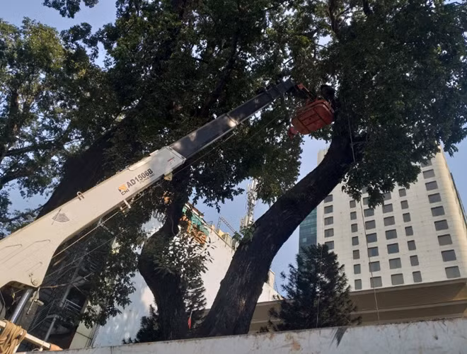 Người dân không đứng ở gốc cây to trú mưa