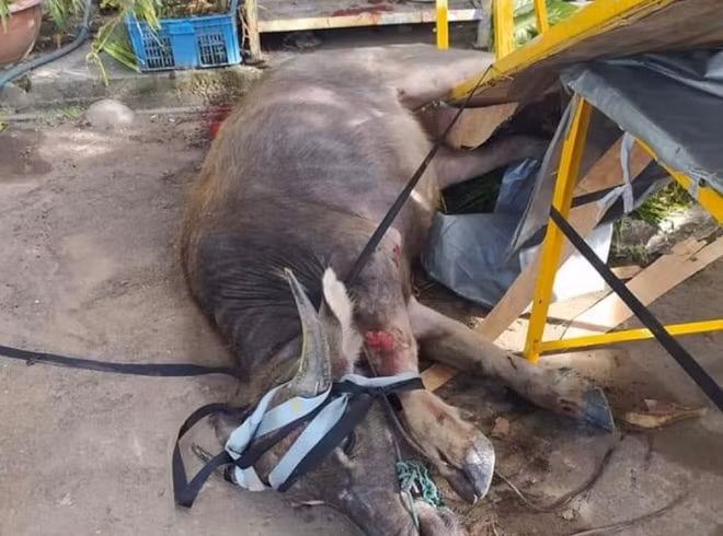 Con trâu đã bị khống chế