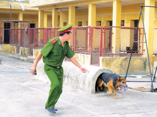 Một cảnh khuyển trong giờ huấn luyện.