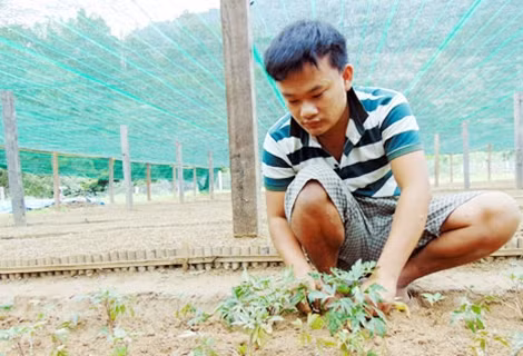 Vườn ươm cây dược liệu cung cấp cây giống cho người dân vùng cao Nam Trà My.