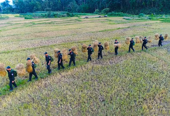 Tuổi trẻ CSCĐ giúp dân thu hoạch mùa màng.