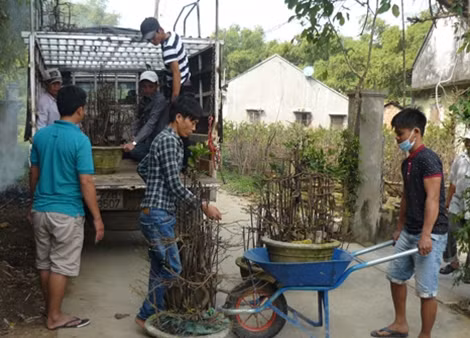 Thương lái mua mai tại An Nhơn.