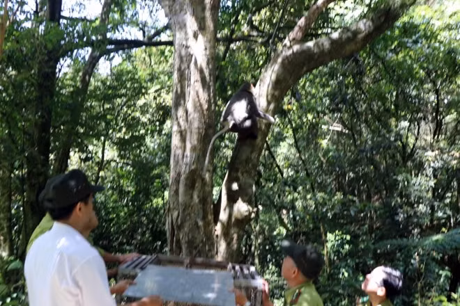 Cá thể voọc chà vá chân nâu được thả về VQG Bạch Mã.