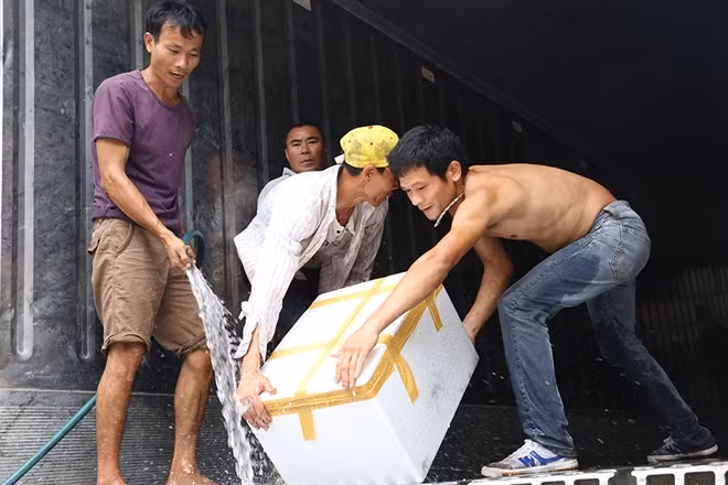 Một xe tải container động lạnh có thể trở được hàng trăm thùng vải như thế mang đi xuất khẩu.