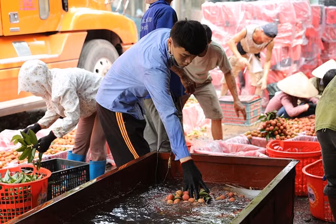 Vải được rửa sạch....