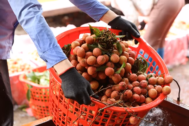 Sau đó để ráo nước và bắt đầu đóng gói.