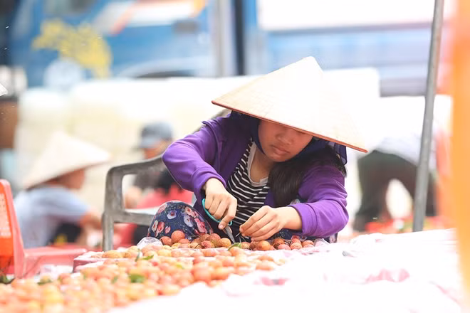 Để xuất khẩu trái vải Việt Nam ngoài đạt được các tiêu chuẩn chất lượng khắt khe còn cần có vẻ ngoài bắt mắt và đóng gói kỹ càng.