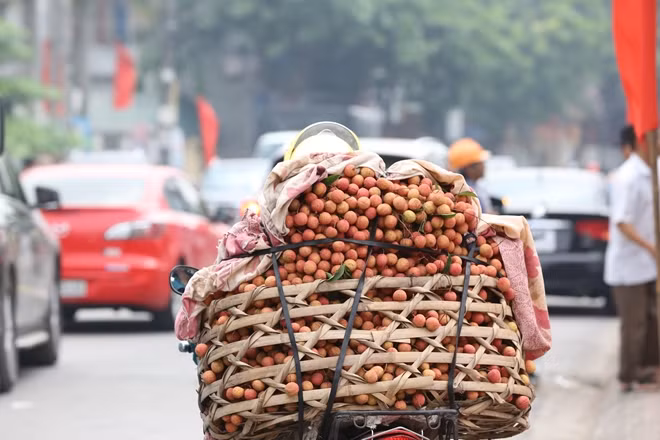 Sau đó vải được chuyển đi bằng xe máy tới các kho hàng