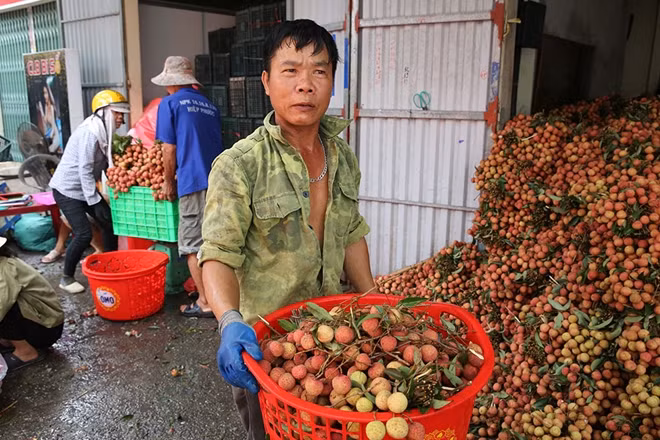 Mỗi kho vải này có thể chứa tới hàng chục tấn hàng. Vải được chuyển tới đây sẽ qua công đoạn sơ chế bảo quản trước khi chuyển đi.