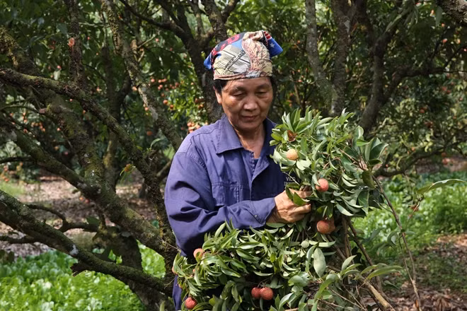 Công việc hái vải tương khá vất vả đặc biệt trong thời tiết nóng bức của mùa hè.