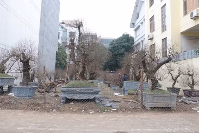 Một điểm bán đào cảnh trên đường Lạc Long Quân với những cây đào có kích thước lớn. Theo chủ vườn thì những cây đào này rất phù hợp để bày trong những không gian rộng như sân, đại sảnh hay trước các tòa nhà lớn.