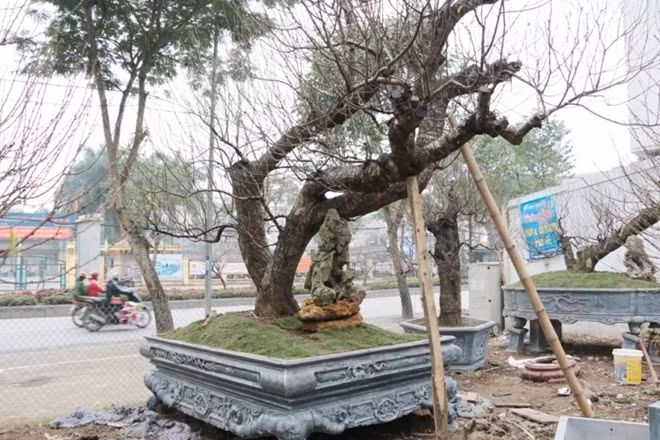 Một gốc đào được rao bán với giá trên 20 triệu.