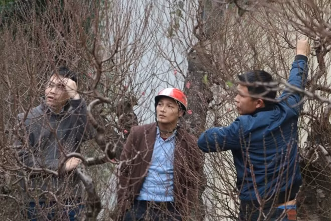 Theo một chủ vườn đào cho biết, nhiều nhiều khách chơi đào đã bắt đầu đi chọn cây từ dịp này.