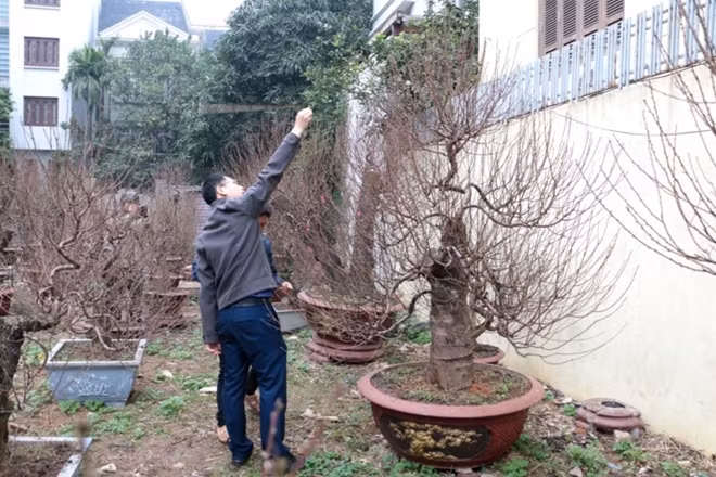 Tiêu chí chọn một cây đào đẹp là hình dáng, số lượng hoa và nụ, chiều cao của cây có phù hợp với không gian bày hay không. Nhiều khách hàng còn cẩn thận đo chính xác chiều cao cây để chọn một chậu đào ưng ý nhất.