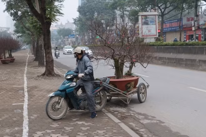 Cách vận chuyển một chậu đào từ vườn ra điểm bán trên đường.