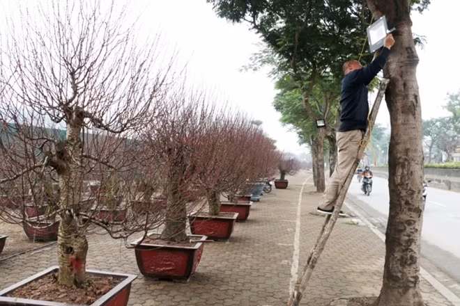 Hàng trăm gốc đào với đủ kích thước hình dáng đã được vận chuyển tới các điểm bán trên đường Lạc Long Quân trong những ngày vừa qua.Trong ảnh, một chủ vườn lắp đèn chiếu sáng cho điểm bán đào cảnh của mình.
