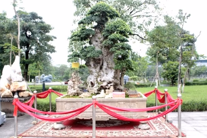 Siêu cây “Lão mai đại thọ” của nghệ nhân Hòa Taxi (Hưng Yên). Cách đây không lâu, cây duối cổ thụ này từng gây xôn xao dư luận khi chủ nhân của nó “hét giá” 10 tỷ VNĐ.
