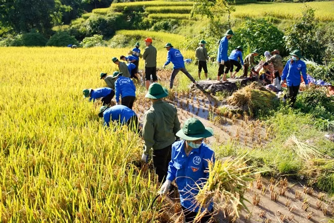 Sinh viên tình nguyện C500 giúp đỡ bà con thu hoạch vụ mùa.
