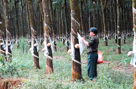 Khai thác nhựa cao su để phát triển công nghiệp.
