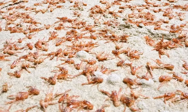 Xác những chú tôm hùm ngồi xổm (squat lobster) nhuộm đỏ bờ biển. Ảnh: NIWA