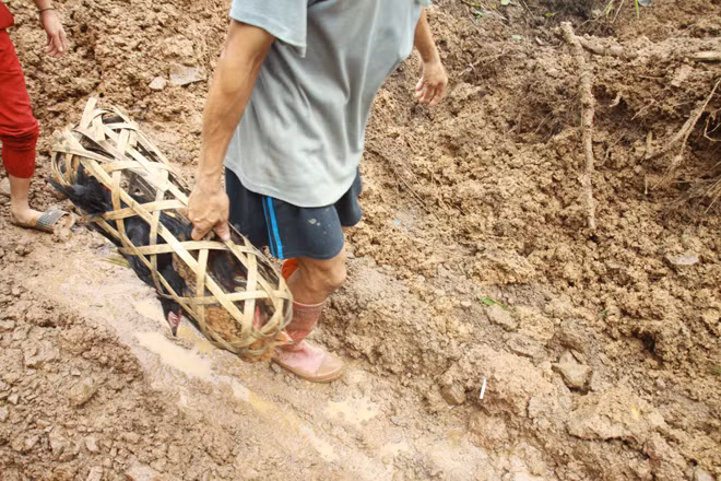 Một người dân mang con gà duy nhất đi bán lấy tiền mua mì.