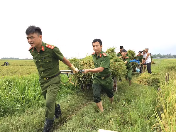 Cán bộ chiến sĩ Công an giúp dân gặt lúa chạy bão.