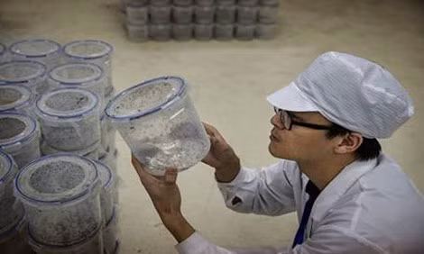 Những chiếc hộp nhựa chứa "muỗi "tốt" sẵn sàng lên đường đến đảo Shazai.