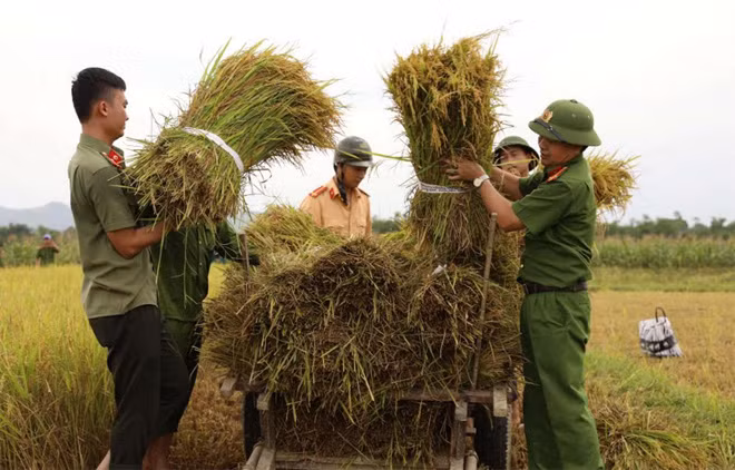 Một số hình ảnh cán bộ, chiến sỹ Công an Hương Sơn, Hà Tĩnh xuống đồng giúp dân gặt lúa chạy bão. Một số hình ảnh cán bộ, chiến sỹ Công an Hương Sơn, Hà Tĩnh xuống đồng giúp dân gặt lúa chạy bão.