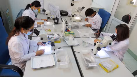 Nhân viên dự án phân loại các loại muỗi thu được trong môi trường tự nhiên ở thực địa.