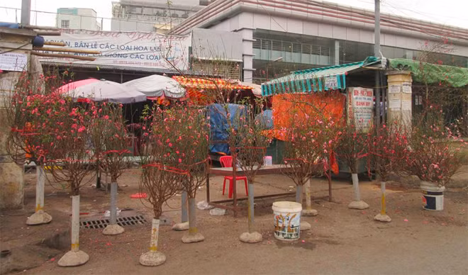 Đào nở sớm được bày bán ở chợ với mức giá thấp hơn so với năm ngoái.