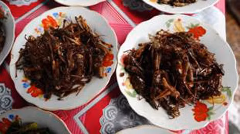 Món ăn từ châu chấu.