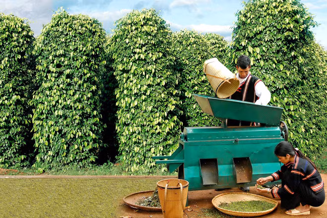Cần nhiều giải pháp mang tính đột phá để phát triển nông nghiệp. Ảnh minh họa: CTV. Cần nhiều giải pháp mang tính đột phá để phát triển nông nghiệp. Ảnh minh họa: CTV.