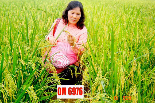 PGS.TS Trần Thị Cúc Hoà.