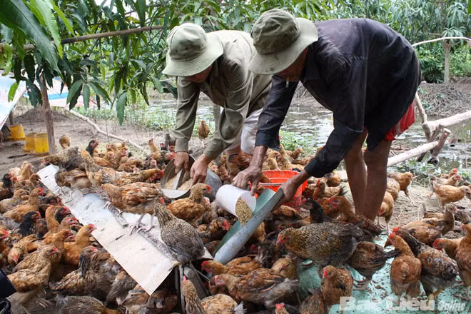Cần giám sát chuỗi sản xuất chế biến thịt gà xuất khẩu. Ảnh minh họa: M.Đ. Cần giám sát chuỗi sản xuất chế biến thịt gà xuất khẩu. Ảnh minh họa: M.Đ.
