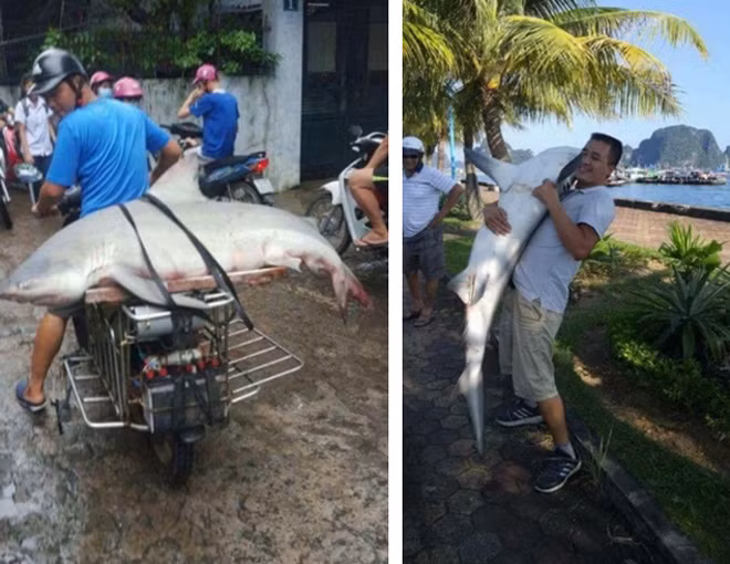 Cơ quan chức năng Quảng Ninh cho rằng, chưa thể khẳng định đây là cá gì và được đánh bắt tại vịnh Hạ Long hay không.