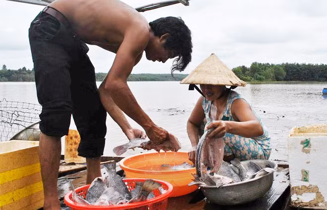 Cá chết được người dân làm sạch bán hòng vớt vát chút ít chi phí đầu tư.