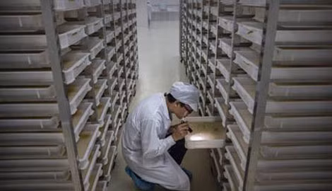Một kỹ thuật viên đang kiểm tra những chiếc khay chứa lăng quăng (bọ gậy) trong "nhà máy muỗi" ở thành phố Quảng Châu, Trung Quốc.