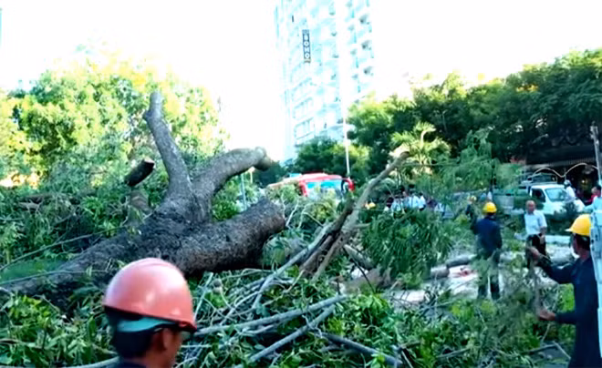 Thu dọn cây xà cừ đổ ngã.