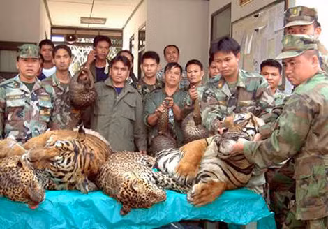 Hải quân Thái Lan trưng bày số hổ Bengal, báo và tê tê bắt giữ được ở sông Mê Kông gần biên giới Thái Lan – Lào, ngày 29-1-2008. Hải quân Thái Lan trưng bày số hổ Bengal, báo và tê tê bắt giữ được ở sông Mê Kông gần biên giới Thái Lan – Lào, ngày 29-1-2008.