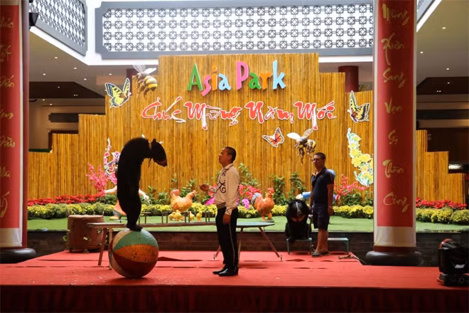 Đã bao giờ đi “họp chợ” đầu năm bạn được xem xiếc thú? Ngắm những chú gấu mũm mĩm khéo léo giữ thăng bằng trên bóng...