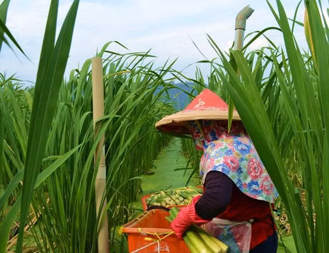 Bông tre nước mà người dân Sóc Trăng gọi là cây lạ. Bông tre nước mà người dân Sóc Trăng gọi là cây lạ.