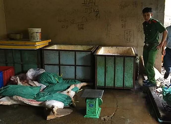 Phát hiện cơ sở giết mổ, tiêu thụ heo chết 