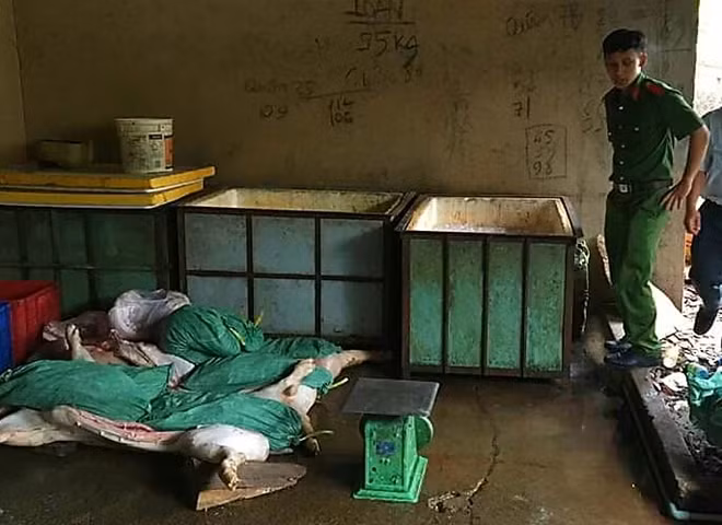Số thịt heo đã chết chuẩn bị đưa đi tiêu thụ ngay trong vùng dịch.