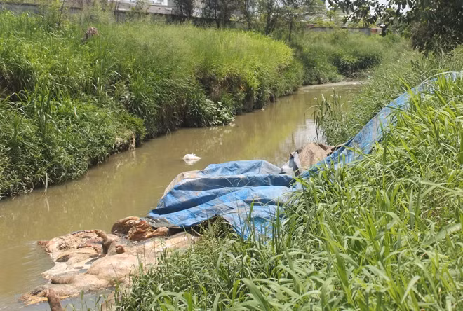 Lợn chết bị đem vứt dưới suối trước "bão" dịch tả lợn châu Phi