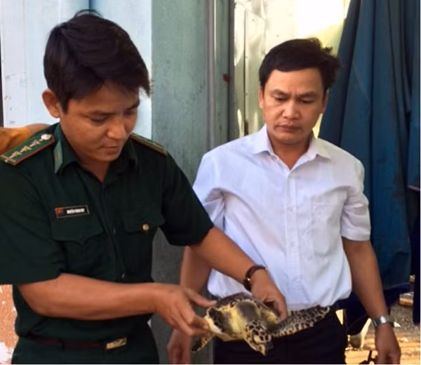 Các thể rùa biển kỳ lạ đã được thả về lại biển.