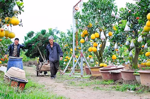 Ông Giáp (bên phải) những ngày này luôn tất bật tại vườn cây độc đáo của mình.