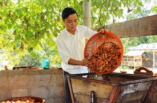 Anh Đức đang làm giàu từ việc chế biến tinh bột nghệ Cùa.