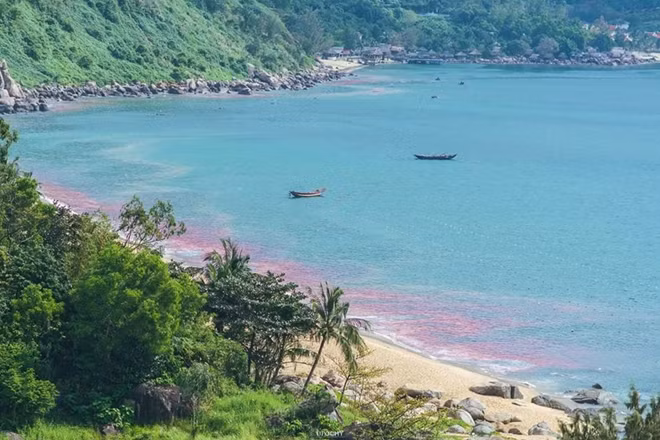 Vệt nước màu đỏ xuất hiện dọc bãi biển Sơn Trà - TP. Đà Nẵng được kết luận là những ấu trùng ruốc dạt vào gần bờ...
