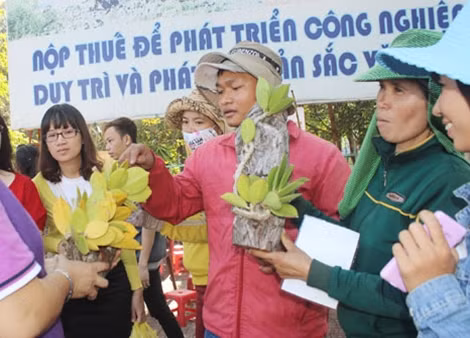 Những nhánh lan được mang ra mời chào đầy sức hút.