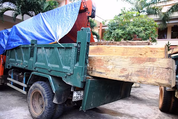 Gỗ lậu do ông Linh mua thuê người khác vận chuyển. Gỗ lậu do ông Linh mua thuê người khác vận chuyển.